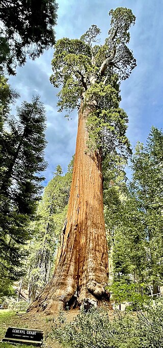 General Grant Tree