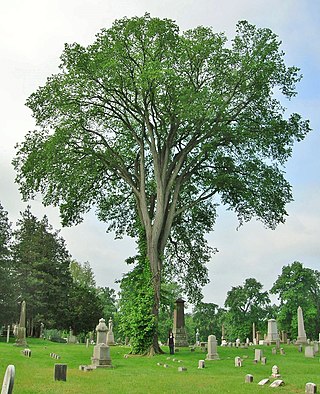 Spring Grove Cemetery