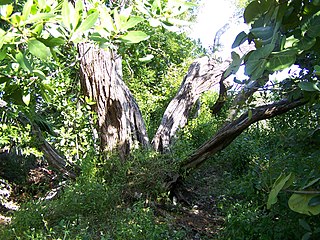 Key West Tropical Forest and Botanical Garden