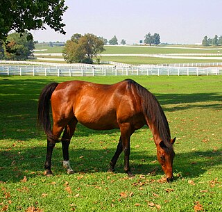 Kentucky Horse Park