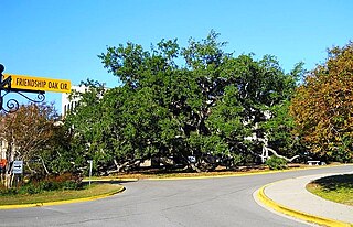 Friendship Oak