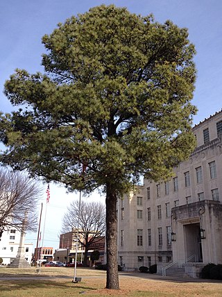 NASA Moon Tree