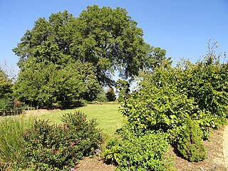 JC Raulston Arboretum